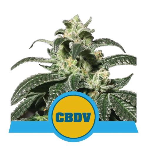 ROYAL QUEEN SEEDS - ROYAL CBDV AUTO - 3 SEMI