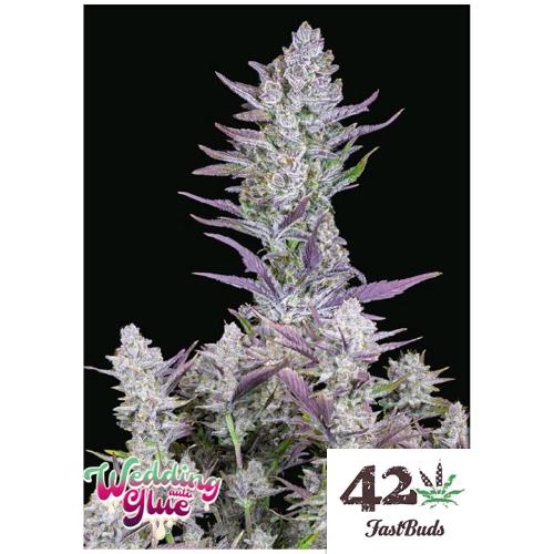FAST BUDS - WEDDING GLUE AUTO - 10 SEMI