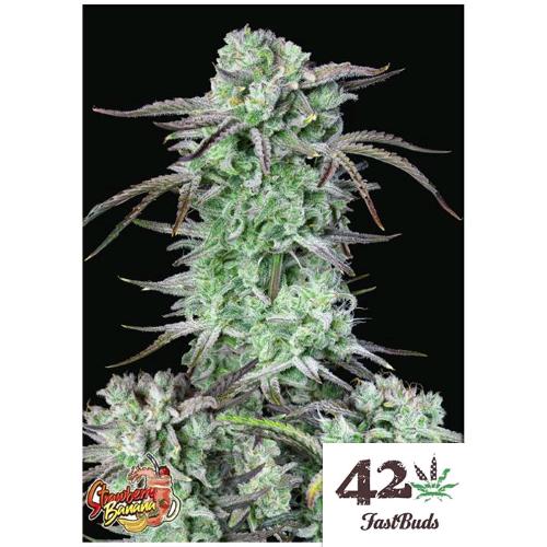 FAST BUDS - STRAWBERRY BANANA AUTO - 25 SEMI