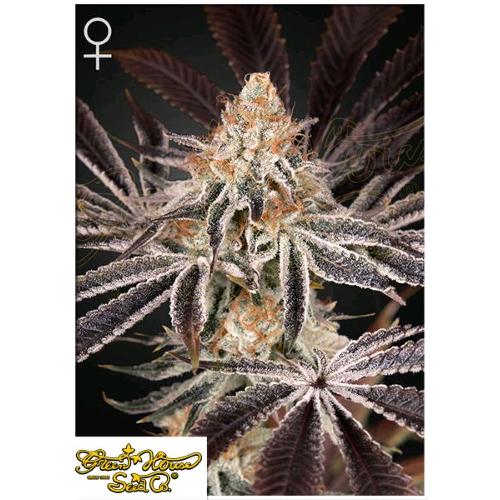 GREEN HOUSE - DARK PHOENIX FEM - 3 SEMI