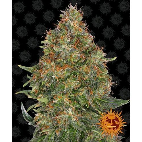 BARNEY'S FARM - PINEAPPLE EXPRESS AUTO - 5 SEMI