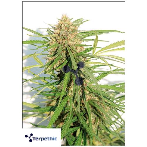 TERPETHIC - PRODUCER XL AUTO - 3 SEMI