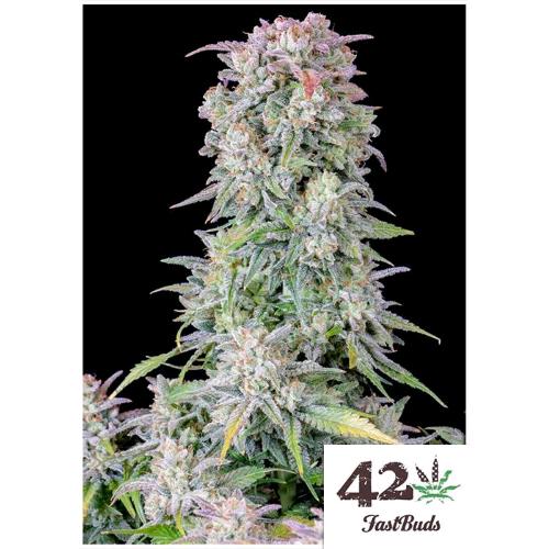 FAST BUDS - AFGHAN KUSH AUTO - 3 SEMI