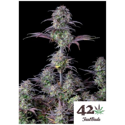 FAST BUDS - BLUEBERRY AUTO - 5 SEMI