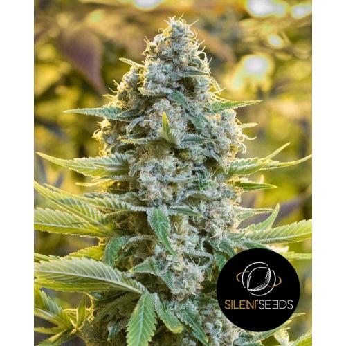 FINO A ESAURIMENTO SCORTE SILENT SEEDS - MOBY BERRY - 3 SEMI