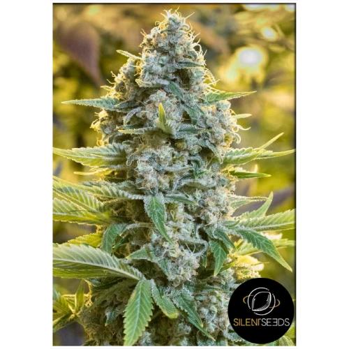SILENT SEEDS - MOBY DICK FEM - 10 SEMI