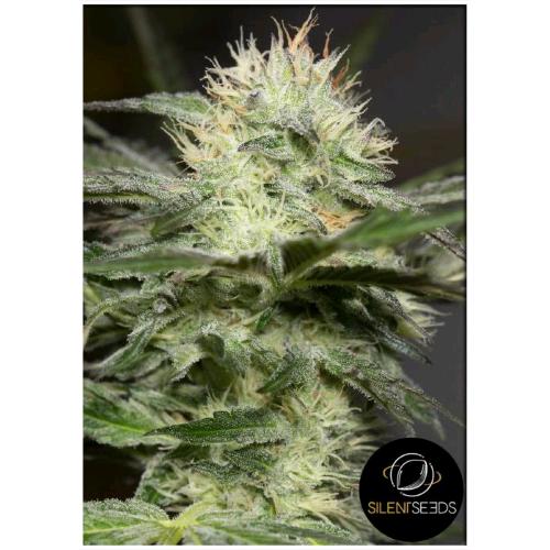 SILENT SEEDS - LEMON SORBET FEM - 5 SEMI