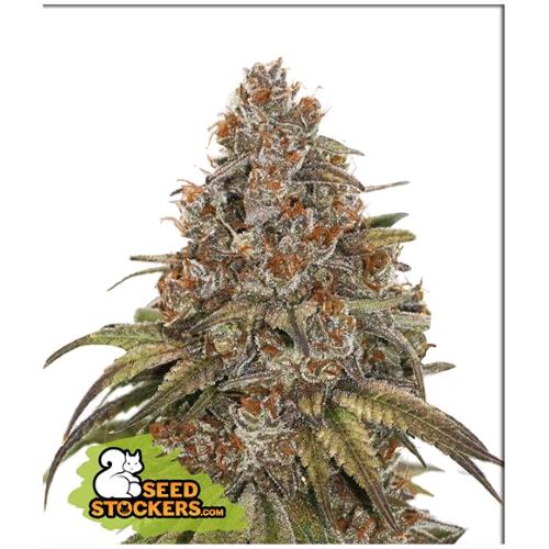 SEED STOCKERS - BLACKBERRY GUM AUTO - 3 SEMI
