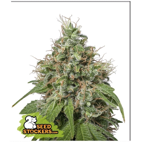 SEED STOCKERS - AMNESIA FEM - 3 SEMI