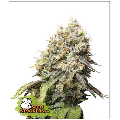 SEED STOCKERS - BRUCE BANNER FEM - 3 SEMI