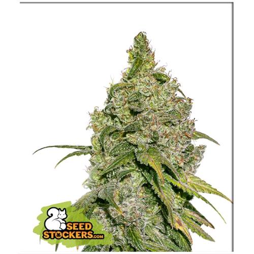 FINO A ESAURIMENTO SCORTE SEED STOCKERS - DO SI DOS FEM - 3 SEMI