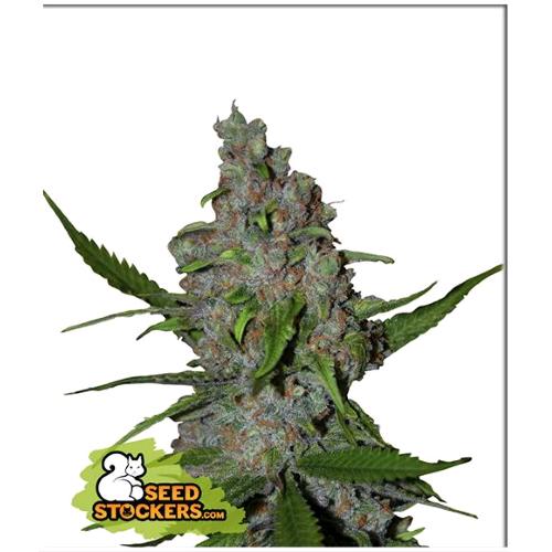 SEED STOCKERS - GELATO 41 FAST FEM - 3 SEMI