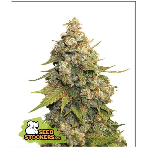 SEED STOCKERS - GOLDEN LEMON HAZE FEM - 3 SEMI