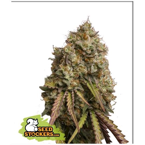 SEED STOCKERS - GORILLA COOKIES FEM - 3 SEMI