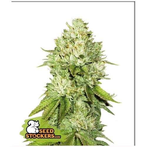 FINO A ESAURIMENTO SCORTE SEED STOCKERS - PINEAPPLE FEM - 3 SEMI