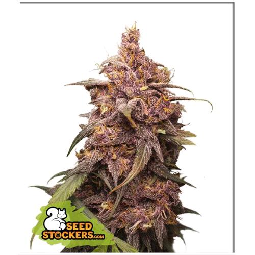 SEED STOCKERS - PURPLE PUNCH FEM - 3 SEMI