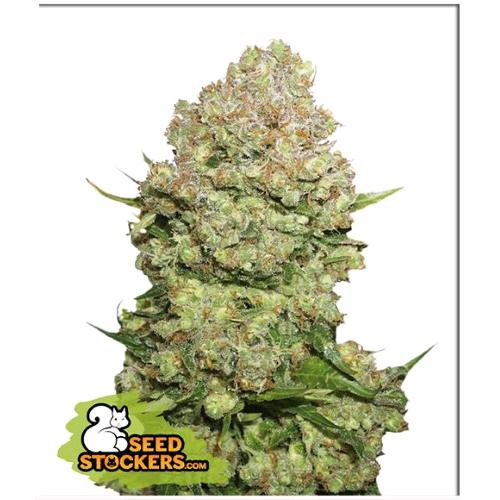 SEED STOCKERS - WHITE WIDOW FEM - 3 SEMI