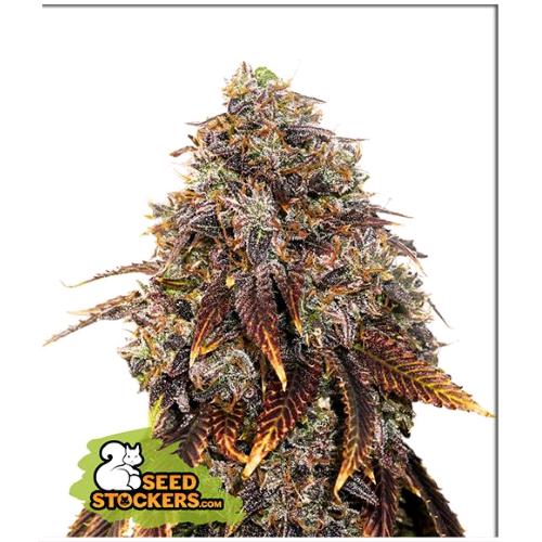 SEED STOCKERS - GELATO 41 FEM - 3 SEMI