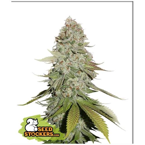SEED STOCKERS - GORILLA GLUE FEM - 3 SEMI