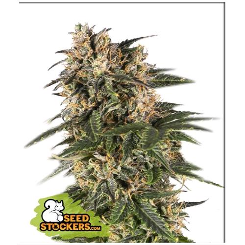 SEED STOCKERS - NORTHERN LIGHTS AUTO - 3 SEMI