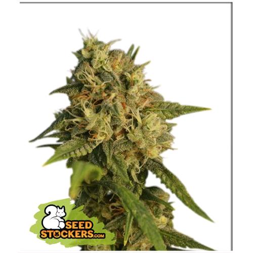 SEED STOCKERS - O.G. KUSH FEM - 3 SEMI
