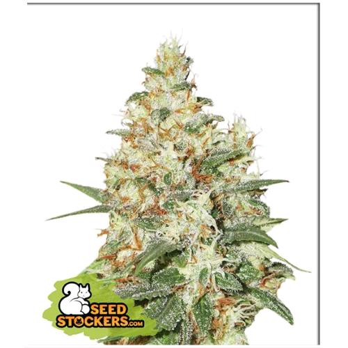 SEED STOCKERS - O.G. KUSH AUTO - 3 SEMI