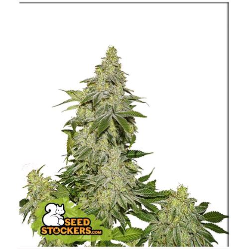 SEED STOCKERS - SHERBET AUTO - 3 SEMI