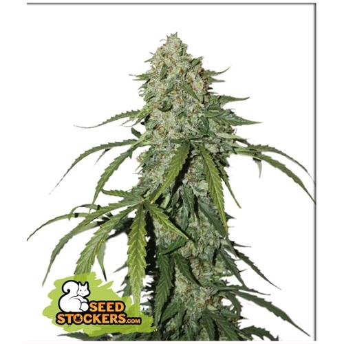 SEED STOCKERS - CBD 1:1 SILVER LIME HAZE AUTO - 3 SEMI