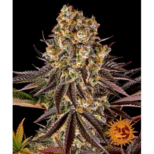 BARNEY'S FARM - GELATO #45 FEM - 5 SEMI