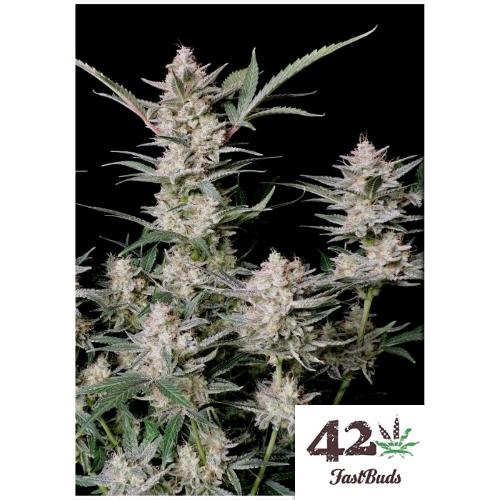 FAST BUDS - STRAWBERRY GORILLA AUTO - 3 SEMI