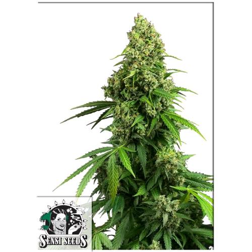 SENSI SEEDS - HONEY MELON KUSH AUTO - 10 SEMI