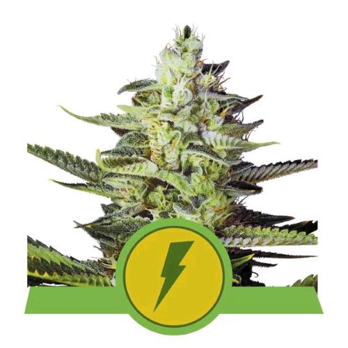 ROYAL QUEEN SEEDS - NORTH THUNDERFUCK AUTO - 3 SEMI - USA PREMIUM