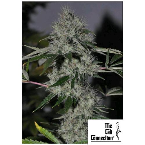 THE CALI CONNECTION - CHEM 4 OG FEM - 6 SEMI