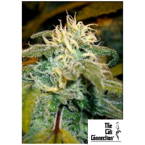 THE CALI CONNECTION - JAMAICAN OG FEM - 6 SEMI