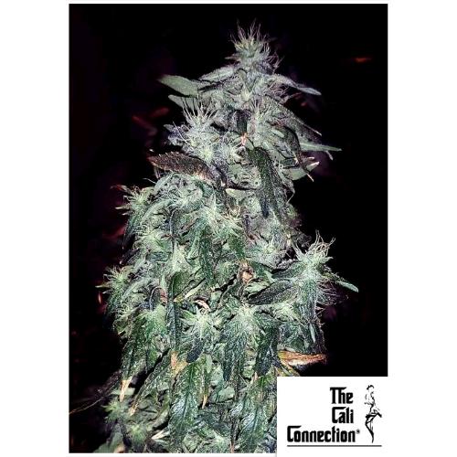 THE CALI CONNECTION - PURPLE CRACK FEM - 6 SEMI