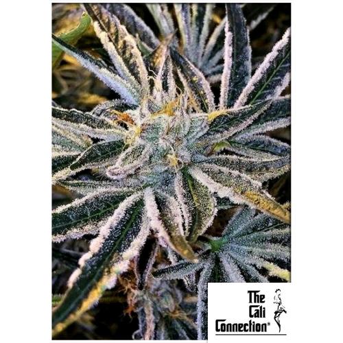 THE CALI CONNECTION - THE GOLD LINE - FRUIT TREE FEM - 6 SEMI