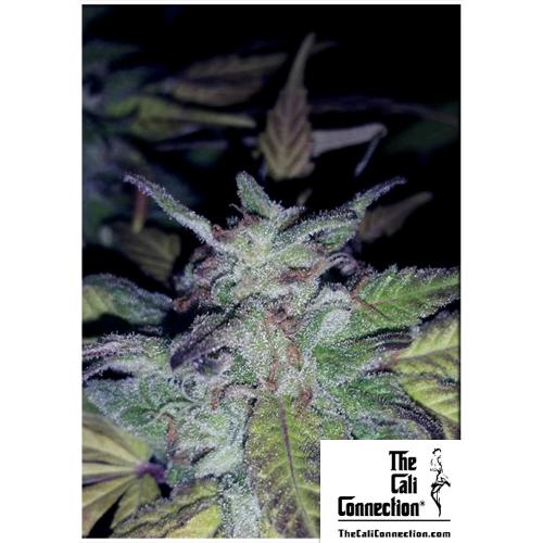 THE CALI CONNECTION - FIRE OG FEM - 6 SEMI