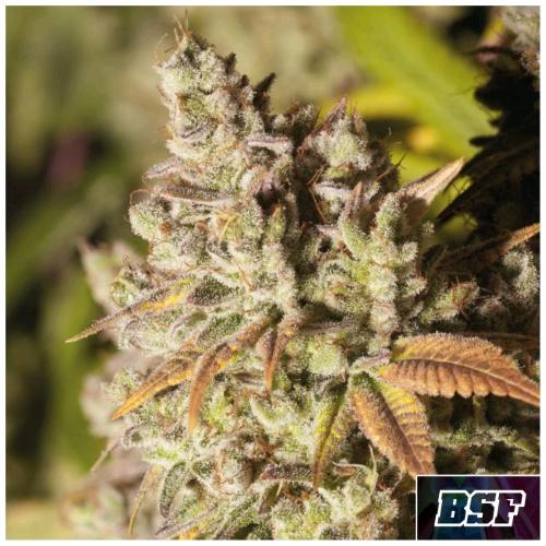 BSF - GORILLA KINGDOM GLUE #4 FEM - 4 SEMI