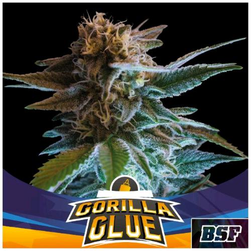 BSF - GORILLA GLUE AUTO - 7 SEMI