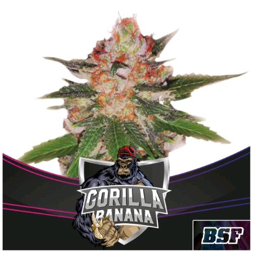 BSF - GORILLA BANANA FEM - 7 SEMI