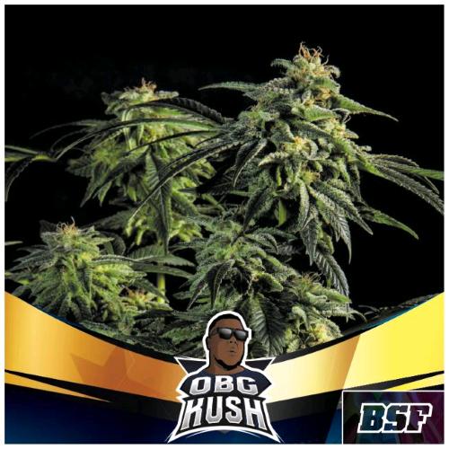 BSF - OBG KUSH FAST FEM - 4 SEMI