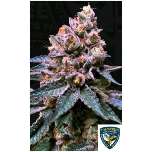 TH SEEDS - BLACK APPLE HITCHCOCK FEM - 2 SEMI
