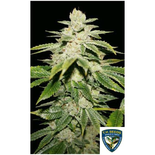 TH SEEDS - WATERMELON ULTRA FEM - 7+1 SEMI - 710 Limited Special Pack