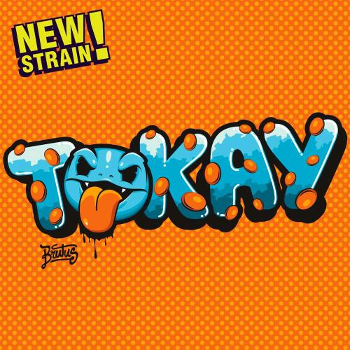 GECKO SEEDS - TOKAY FEM - 3 SEMI