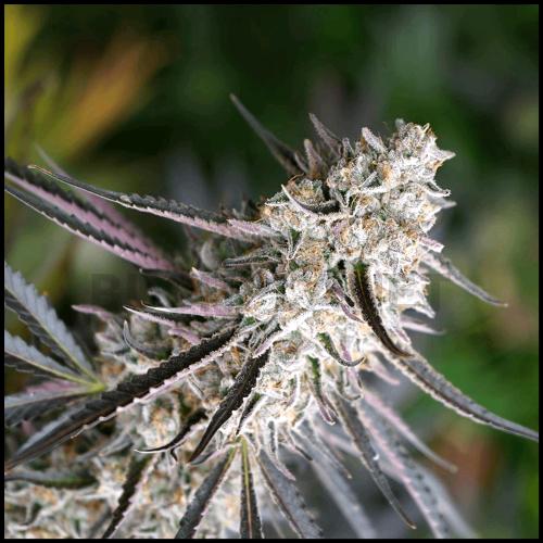 HUMBOLDT SEEDS - FLORIDA GASPACK FEM - 10 SEMI