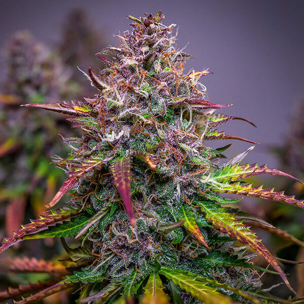 ROYAL QUEEN SEEDS - BUBBLE KUSH AUTO