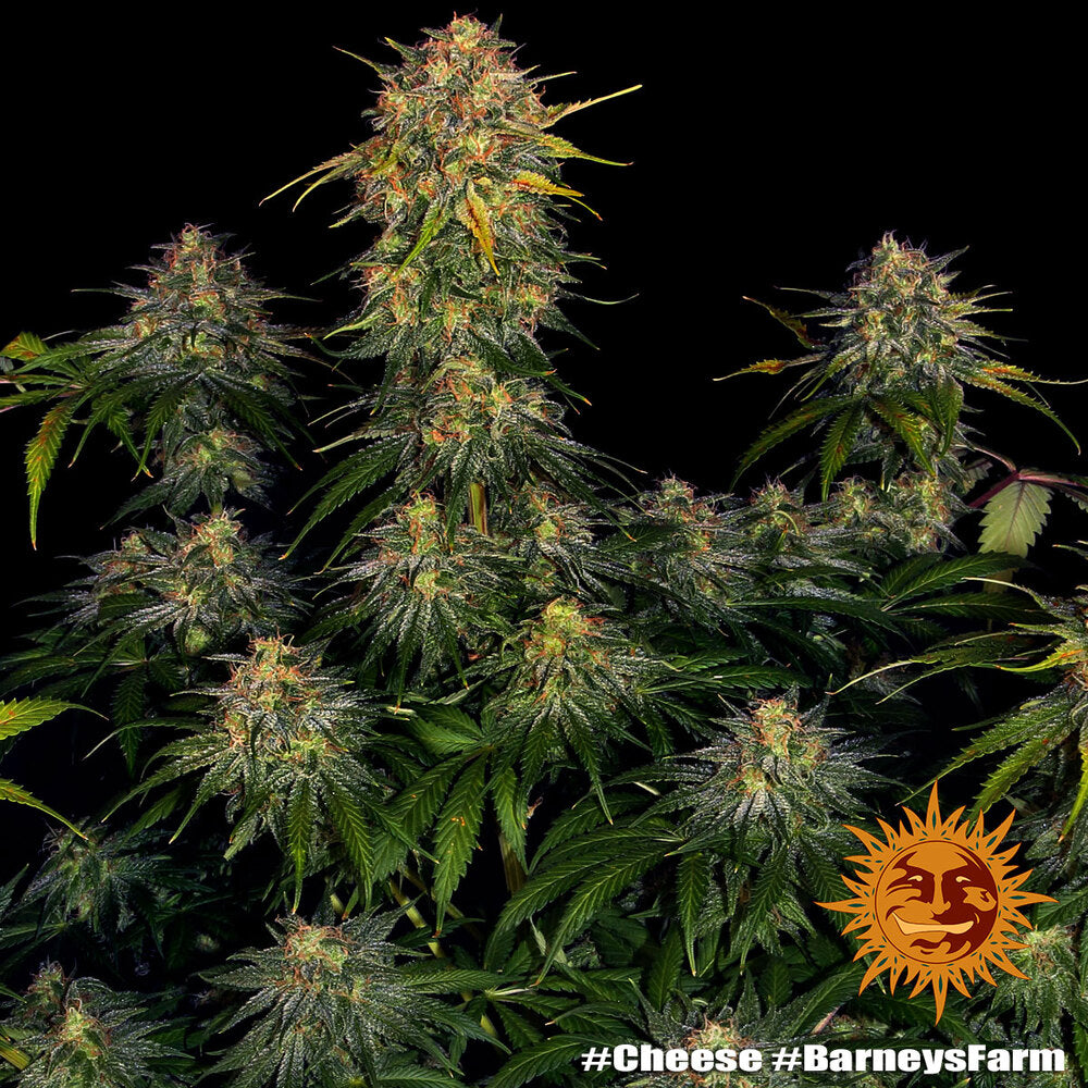 BARNEY'S FARM - CHEESE AUTO