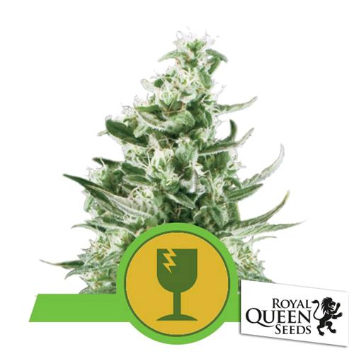 ROYAL QUEEN SEEDS - ROYAL CRITICAL AUTO