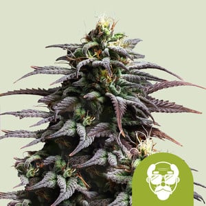 NEW - ROYAL QUEEN SEEDS - GRANDADDY PURPLE AUTO