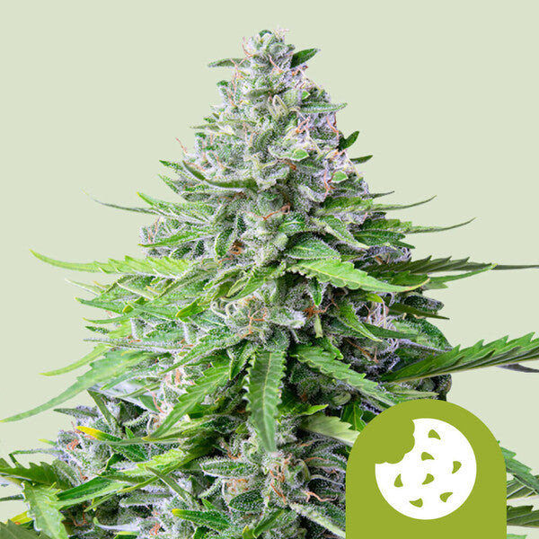 ROYAL QUEEN SEEDS - ROYAL COOKIES AUTO